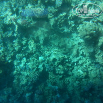 фото из отзыва ID 1106700