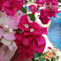 фото из отзыва ID 1107138