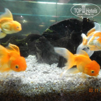 фото из отзыва ID 1104170