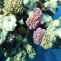 фото из отзыва ID 1108830