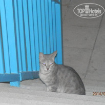 фото из отзыва ID 1109030