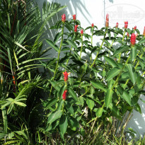 фото из отзыва ID 1109398