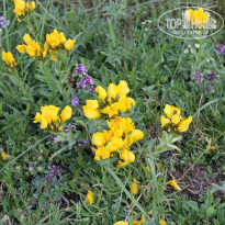 фото из отзыва ID 1109506