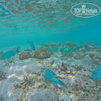 фото из отзыва ID 1102619