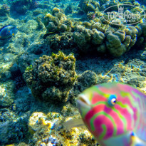 фото из отзыва ID 1100552