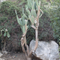 фото из отзыва ID 1104257