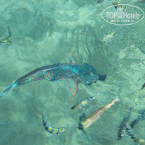 фото из отзыва ID 1103111