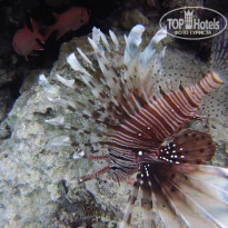 фото из отзыва ID 1101839