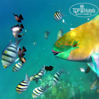 фото из отзыва ID 1101839