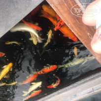 фото из отзыва ID 1110107