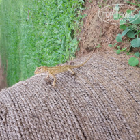 фото из отзыва ID 1111267