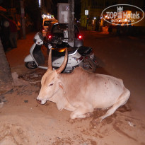 фото из отзыва ID 1111306