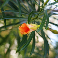 фото из отзыва ID 1112216