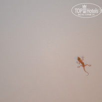 фото из отзыва ID 1113090