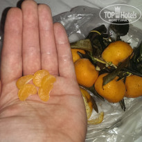 фото из отзыва ID 1113617