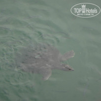 фото из отзыва ID 1114931