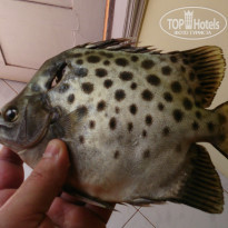 фото из отзыва ID 1115937