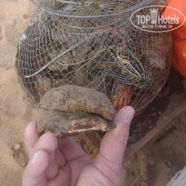 фото из отзыва ID 1115937