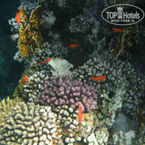 фото из отзыва ID 1116005