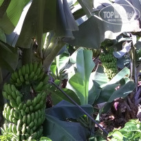 фото из отзыва ID 1117023