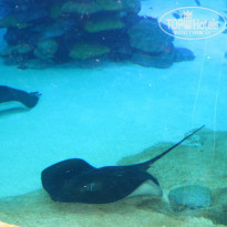 фото из отзыва ID 1117422