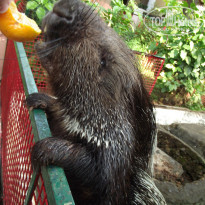 фото из отзыва ID 1118412