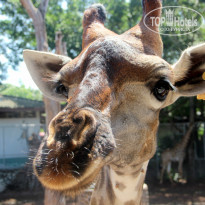 фото из отзыва ID 1118477