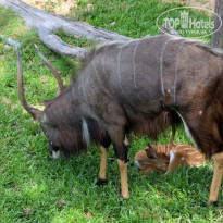 фото из отзыва ID 1118477