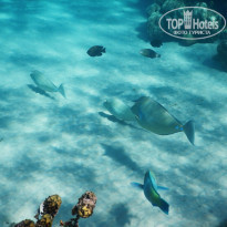 фото из отзыва ID 1118773