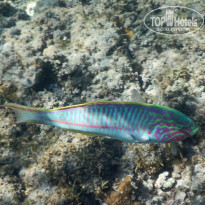 фото из отзыва ID 1118773