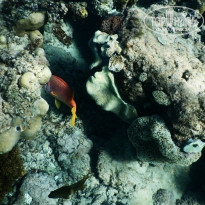 фото из отзыва ID 1118773