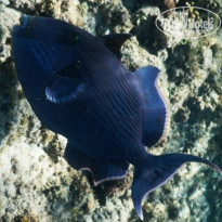 фото из отзыва ID 1118773