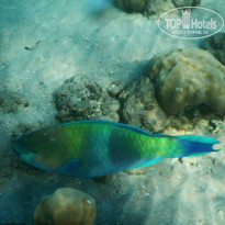 фото из отзыва ID 1118773