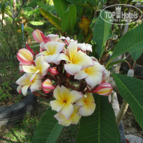 фото из отзыва ID 1117966