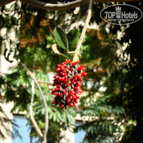 фото из отзыва ID 112738