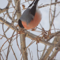 фото из отзыва ID 1120349