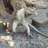 фото из отзыва ID 1120357