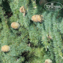 фото из отзыва ID 1120601