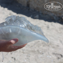 фото из отзыва ID 1120957