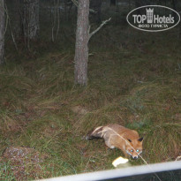 фото из отзыва ID 1121300