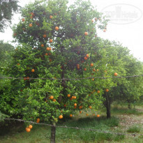 фото из отзыва ID 1121827