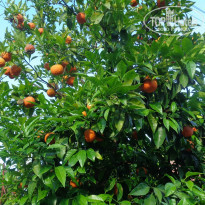 фото из отзыва ID 1121827