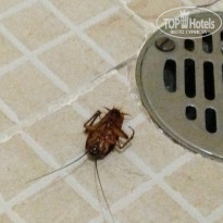 фото из отзыва ID 1121755