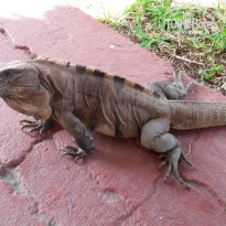 фото из отзыва ID 1123059