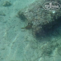 фото из отзыва ID 1126482