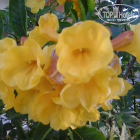 фото из отзыва ID 1126482