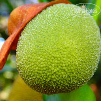 фото из отзыва ID 1128818