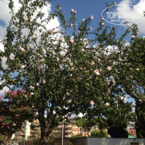 фото из отзыва ID 1128971