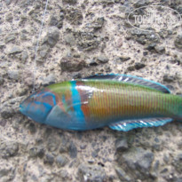 фото из отзыва ID 1129138