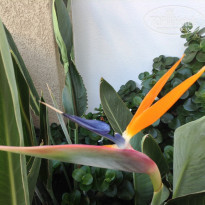 фото из отзыва ID 1129301